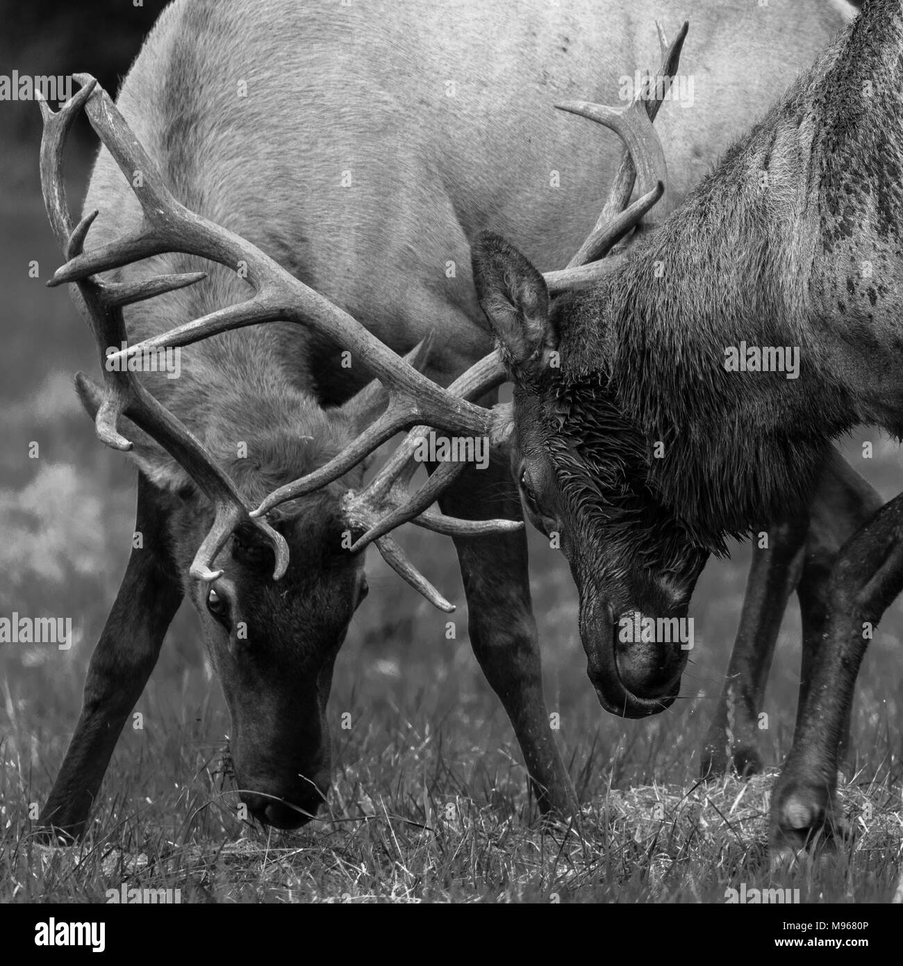 Sparring Roosevelt elk im Prairie Creek State Park in Kalifornien Stockfoto