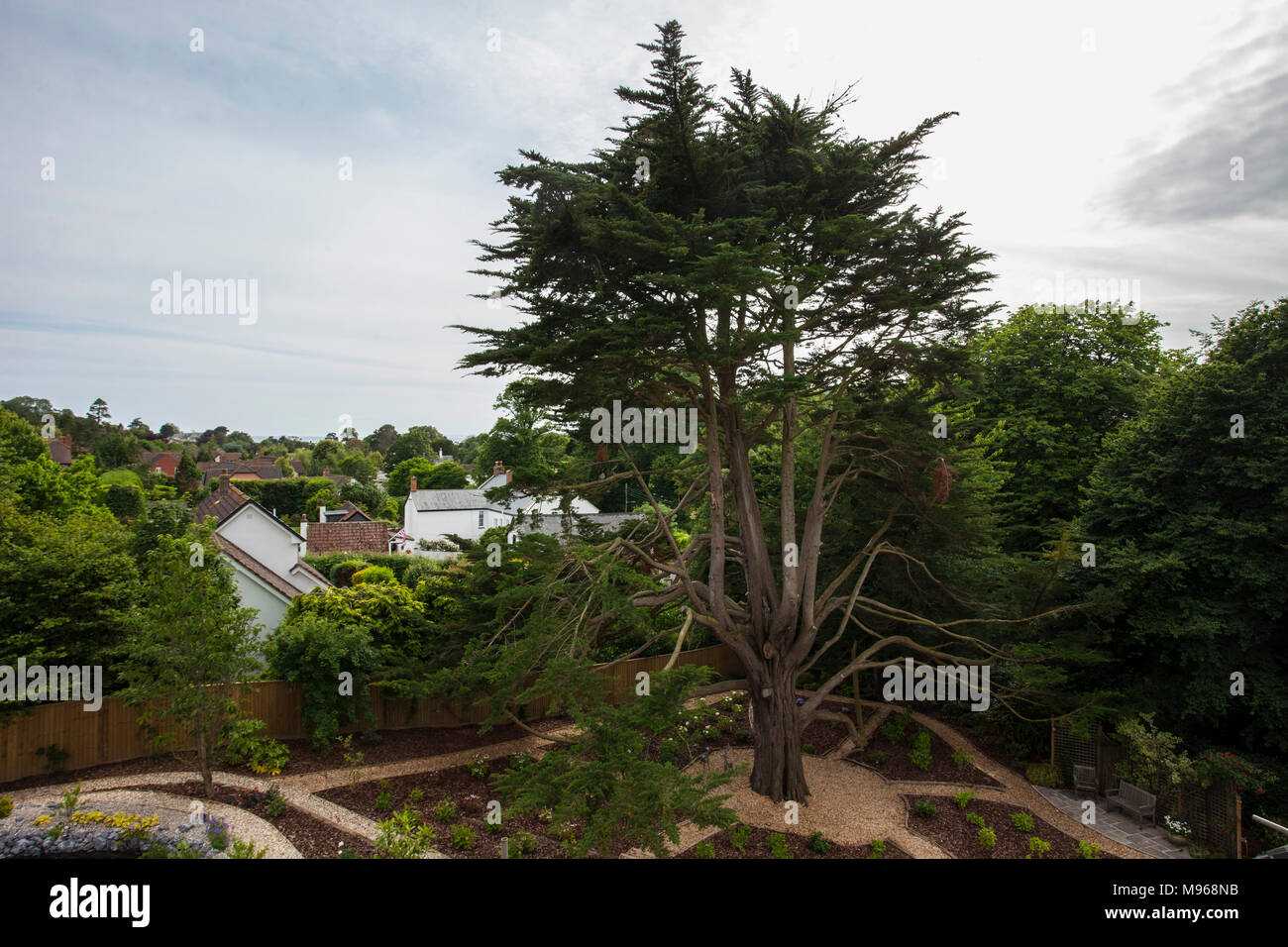 Monterey Zypern Cupressus macrocarpa Baum von Hydrangea Betten in einem neu angelegten Garten umgeben in Devon Stockfoto