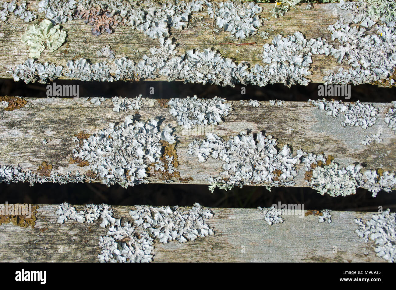 Weißen Flechten auf hölzernen Planken Stockfoto