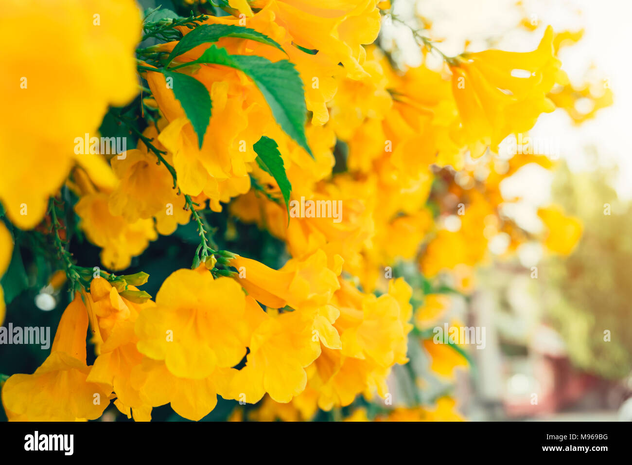 Gelbe Blume Trompete Bäume oder Tabebuia Stockfoto