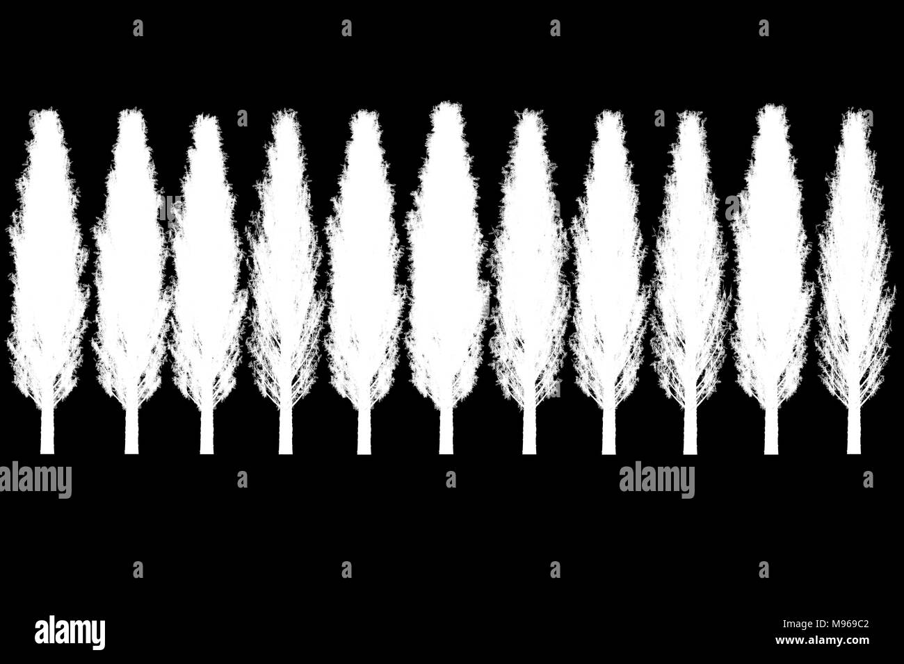 Pine Tree Zeile isoliert Schwarz und Weiß für Alpha Kanal Stockfoto