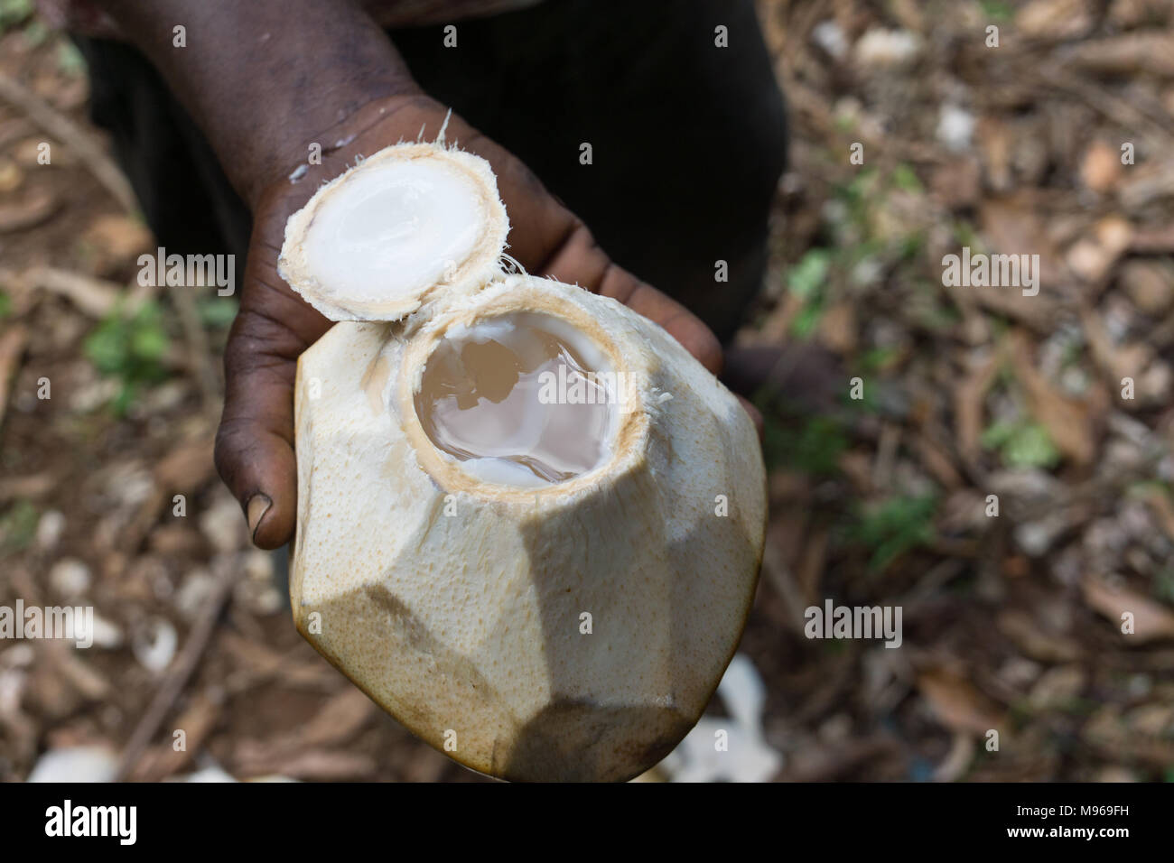 Ein frisch geöffneten Kokosnuss voll von Kokosnuss Wasser als Getränk angeboten wird Stockfoto