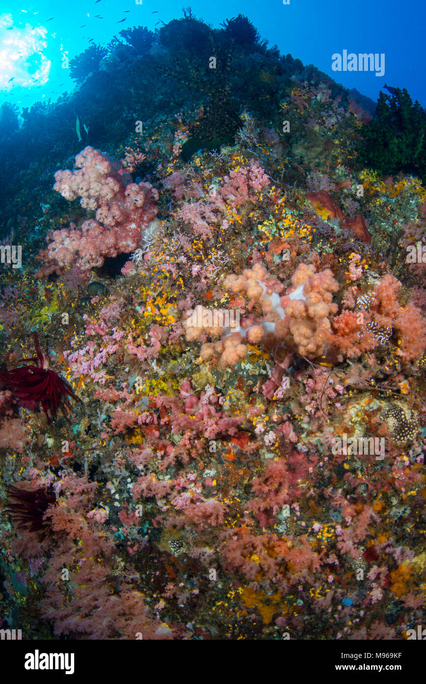 Vielzahl von Weichkorallen auf einem Riff, der Lembeh Insel, Lembeh Strait, Pazifischer Ozean, Indonesien, Stockfoto