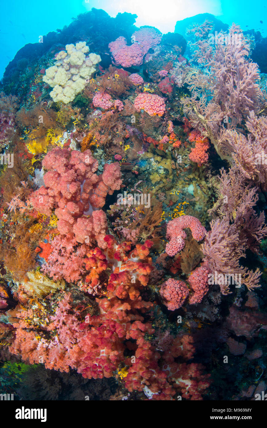 Vielzahl von Weichkorallen, der Lembeh Insel, Lembeh Strait, Pazifischer Ozean, Indonesien, Stockfoto