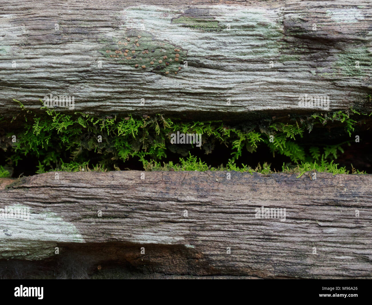 Kleine Farn in den Riss auf der Bank im Park Details einblenden der äußeren log wächst, Hintergrundbild, mit hölzernen Textur in Vintage und Grunge Stil Stockfoto