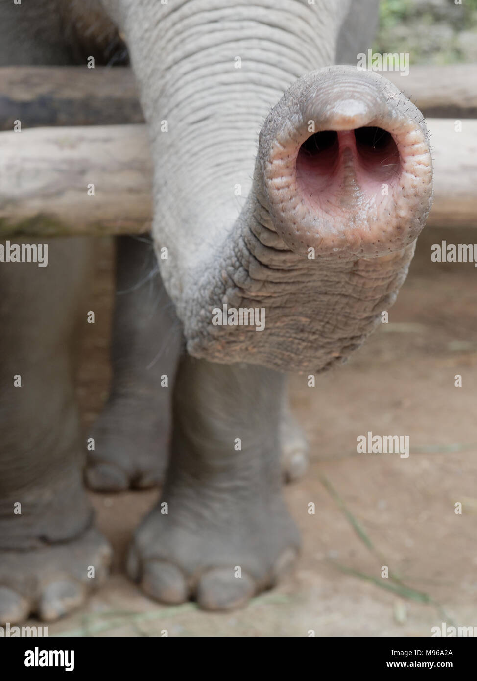 Nahaufnahme Der Russel Des Elefanten Oder Die Nase Mit Teilen Der Beine Und Fusse Mit Naturlichen Zerknittert Textur Zeigen Konzept Von Nosy Neugierigen Neugierig Und Snoopy Stockfotografie Alamy