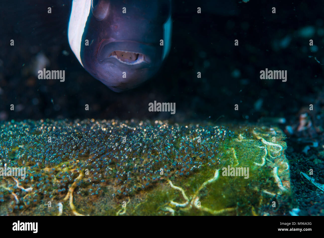 Saddleback, Anemonenfischen Amphiprion ploymnus, schwimmt über ihre Eier, der Lembeh Insel, Lembeh Strait, Pazifischer Ozean, Indonesien, Stockfoto