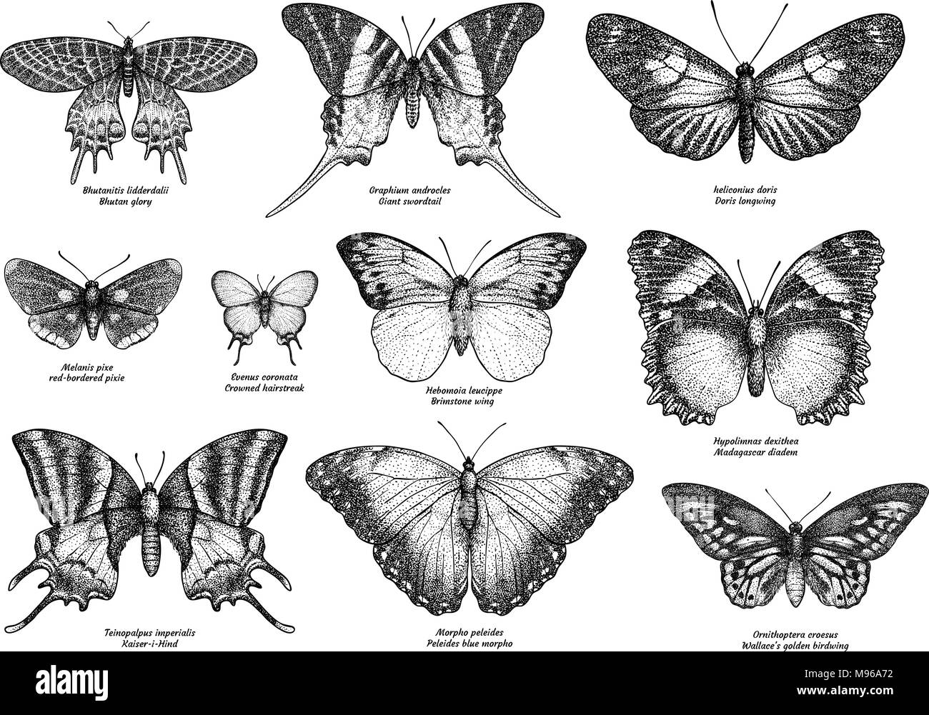 Tropischer Schmetterling Sammlung, Illustration, Zeichnung, Gravieren, Tinte, Strichzeichnungen, Vektor Stock Vektor