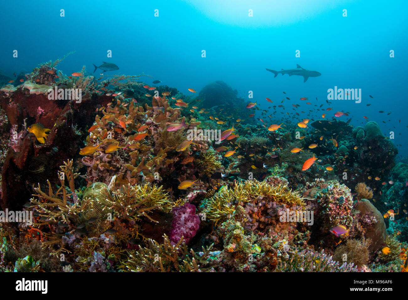 Einen grauen Riffhai Patrouillen ein Riff in Raja Ampat Marine Park in West Papua, Indonesien, mit harten Korallenriff und anthias Fisch im Vordergrund. Stockfoto