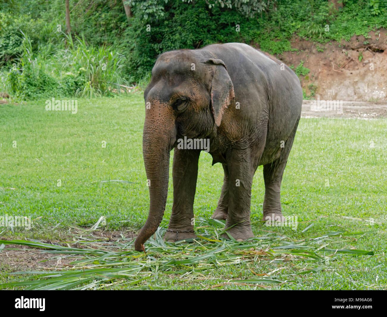 Junge weibliche indischen Elefanten essen Gras, während zwischen der Show in Elephant Camp im nördlichen Teil von Thailand brechen Stockfoto