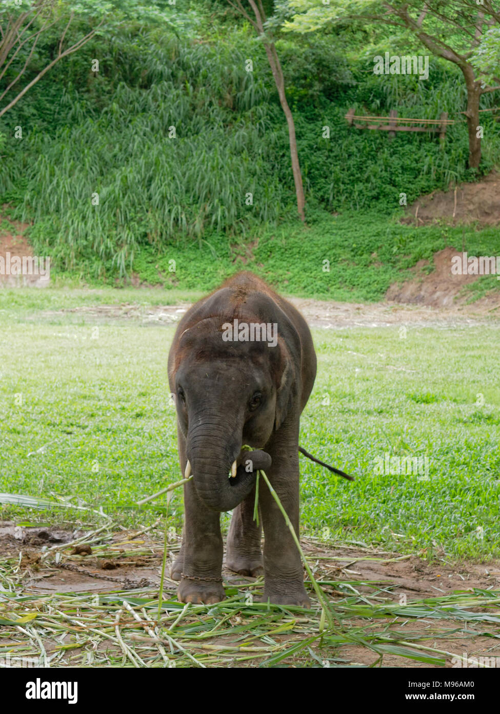 Baby männlich indischen Elefanten essen Gras, während zwischen der Show in Elephant Camp im nördlichen Teil von Thailand brechen Stockfoto