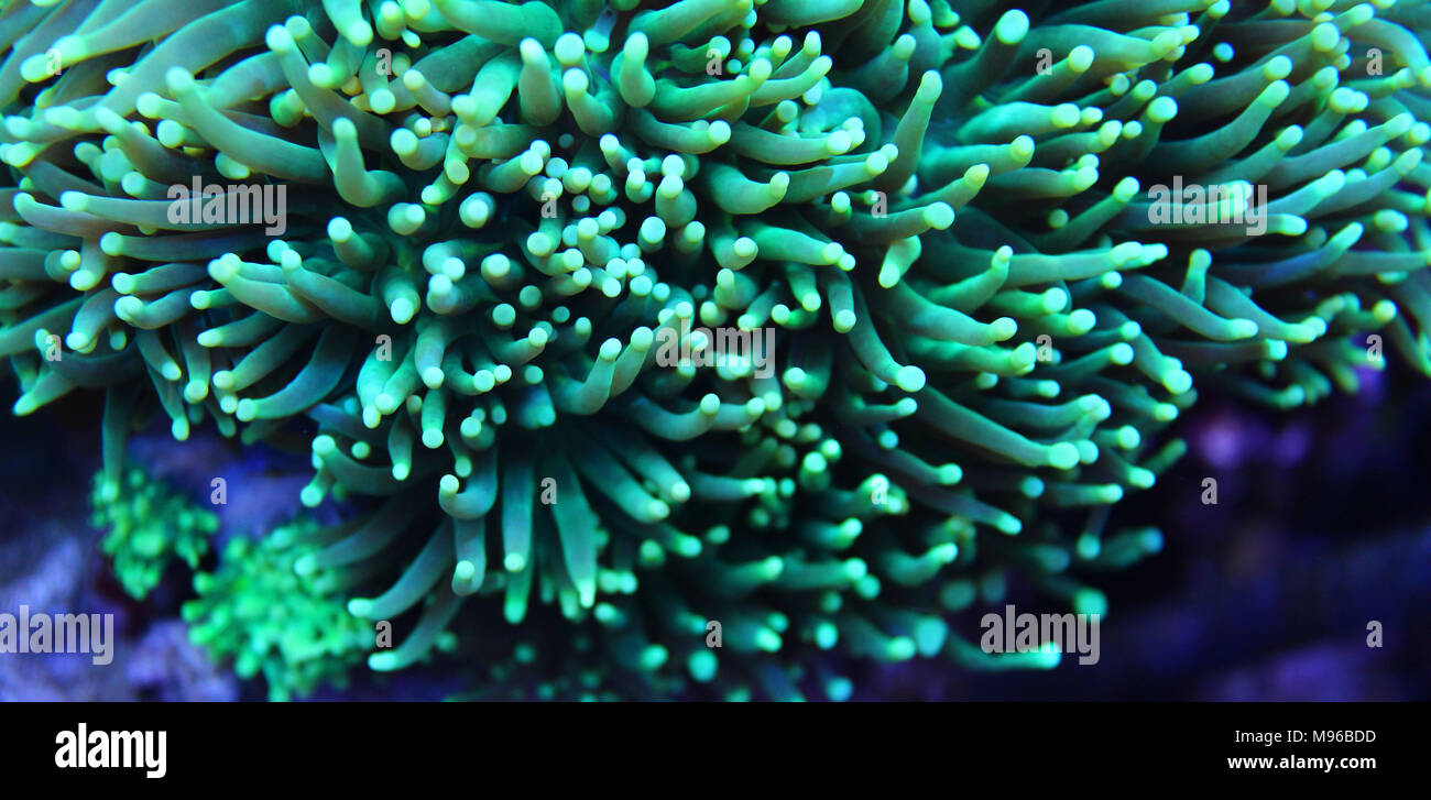 Lps Koralle Stockfotos Und Bilder Kaufen Alamy