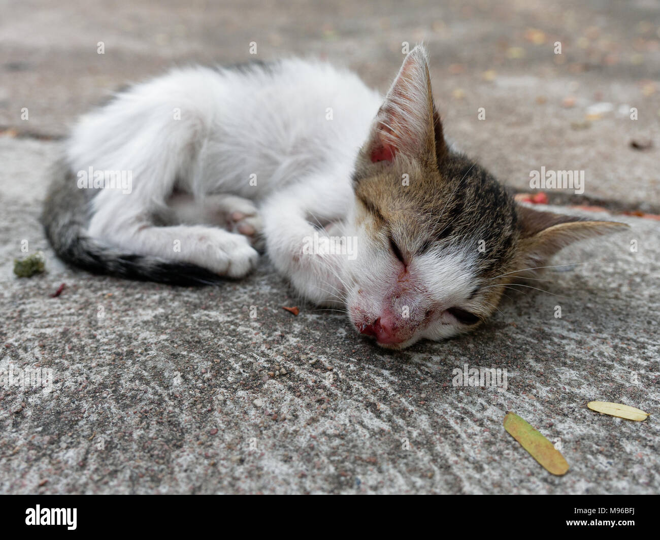 Weiße und Braune streunende Kätzchen oder Katze mit einem geschlossenen Auge und Narbe auf der Nase über Zement Hintergrund die armen, bedauernswerten und pathetisch Stockfoto