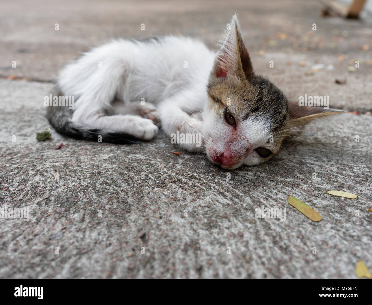 Weiße und Braune streunende Kätzchen oder Katze mit offenen Augen und Narbe auf der Nase über Zement Hintergrund die armen, bedauernswerten und pathetisch Stockfoto
