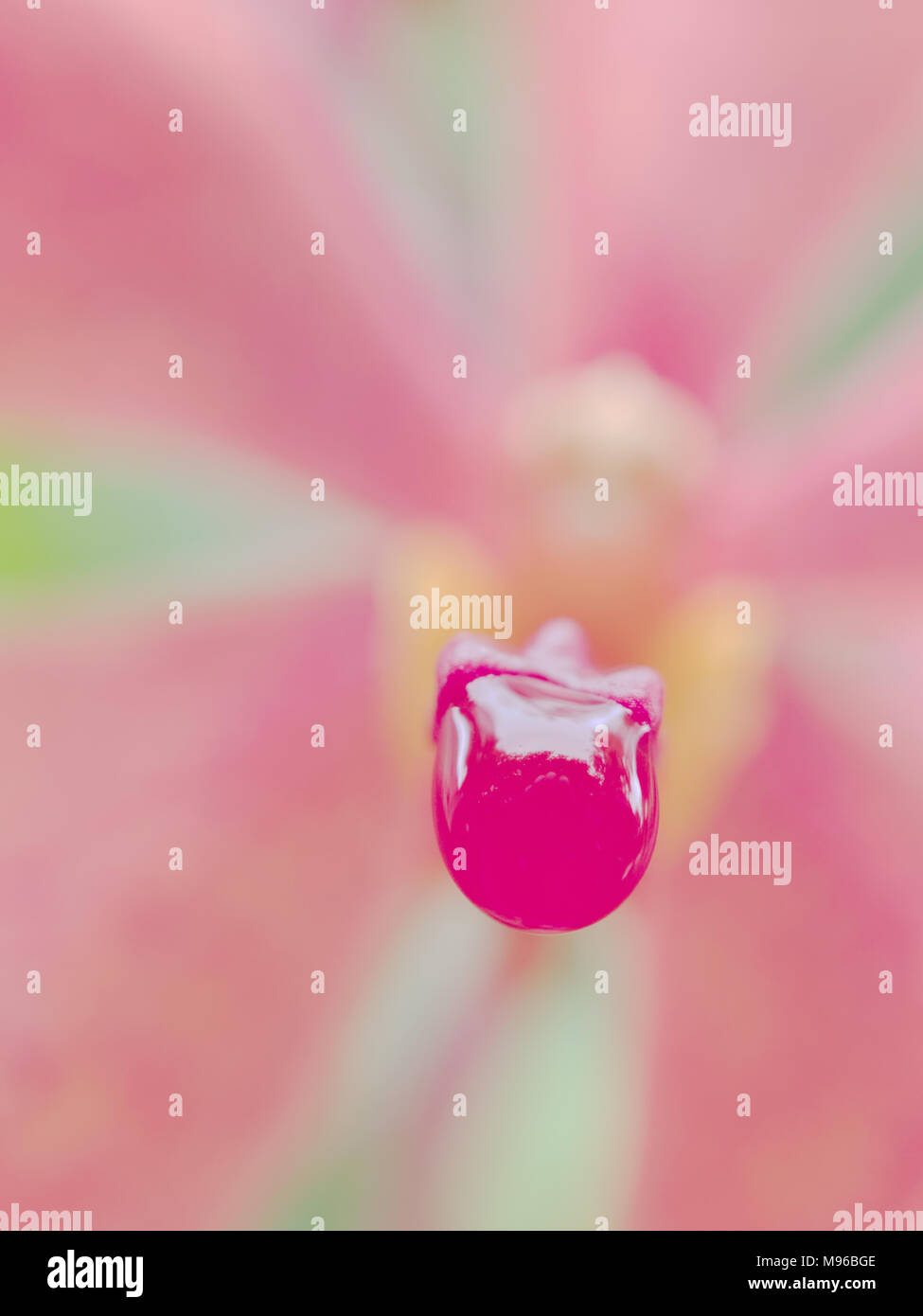 Nahaufnahme von regen Tropfen auf die Lippe des Pink Orchid Flower über verschwommenes Spalte, Petalen und Sepalen Hintergrund zeigen Konzepte der Ruhe und Entspannung Stockfoto