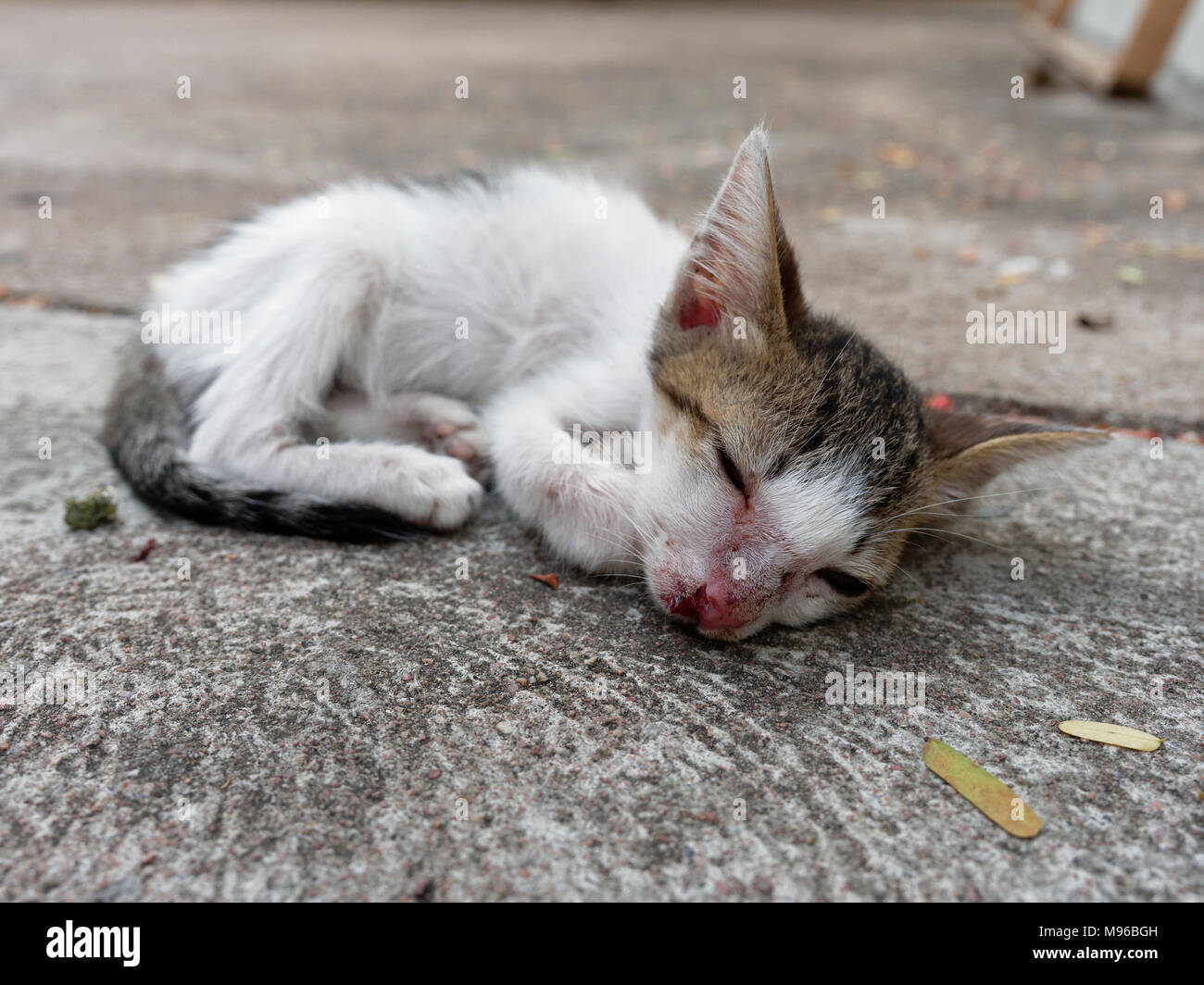 Weiße und Braune streunende Kätzchen oder Katze mit einem geschlossenen Auge und Narbe auf der Nase über Zement Hintergrund die armen, bedauernswerten und pathetisch Stockfoto