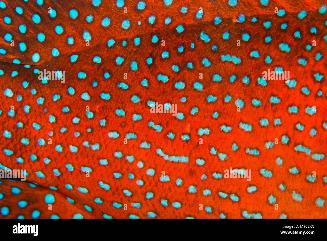 Nahaufnahme der Skalen und Patterns auf den Körper eines Coral Grouper fish ( Stockfoto