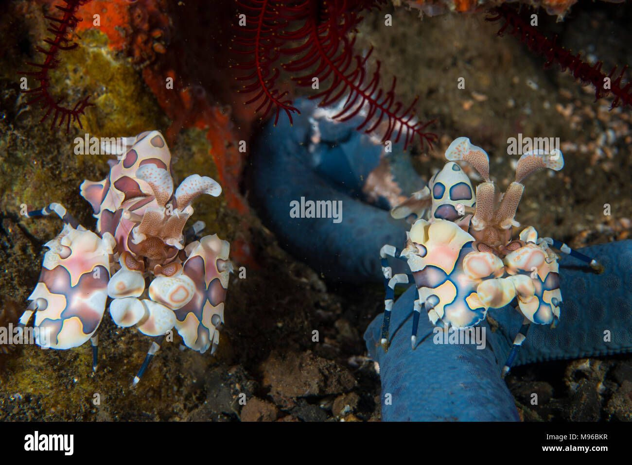Ein paar Harlekingarnele, Hymenocera elegans, der Lembeh Insel, Lembeh Strait, Pazifischer Ozean, Indonesien, Stockfoto