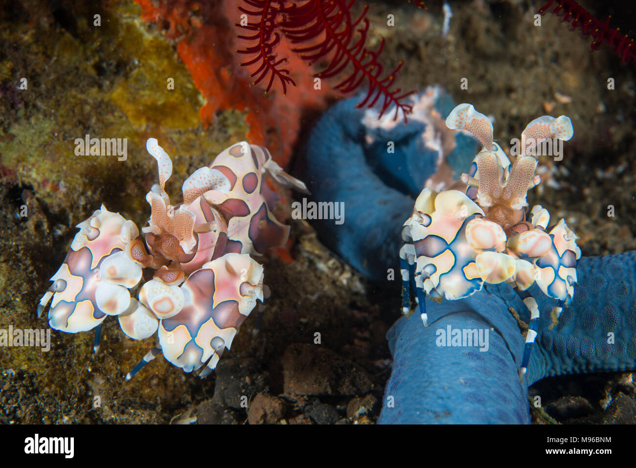 Ein paar Harlekingarnele, Hymenocera elegans, der Lembeh Insel, Lembeh Strait, Pazifischer Ozean, Indonesien, Stockfoto