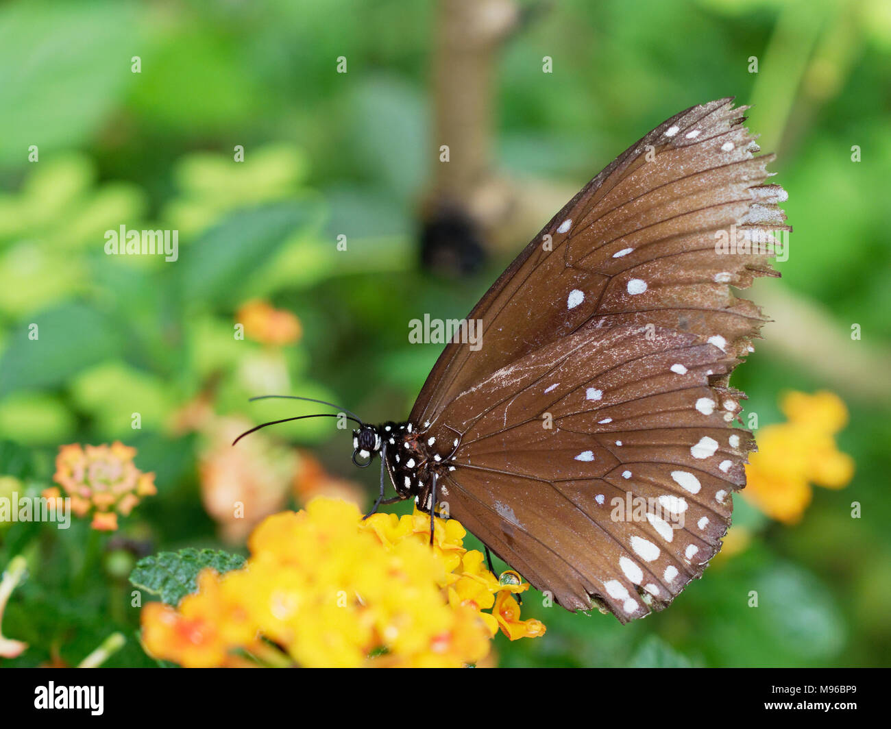 Schmetterling schwarz mit weißen Fleck in der Nähe aufsaugen oder Nektar Saft einer gelben Blüte Blume über grünes Blatt Hintergrund in einem Garten Stockfoto