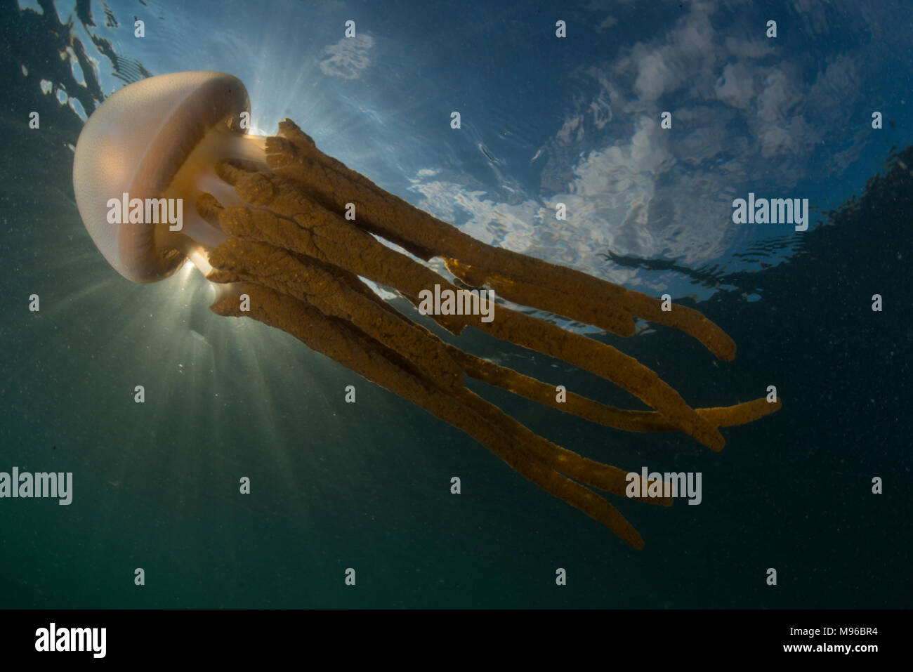 Barrel Qualle, Rhizostoma Octopus, Schwimmen, die in der gesamten Sun, der Lembeh Insel, Lembeh Strait, Pazifischer Ozean, Indonesien, Stockfoto