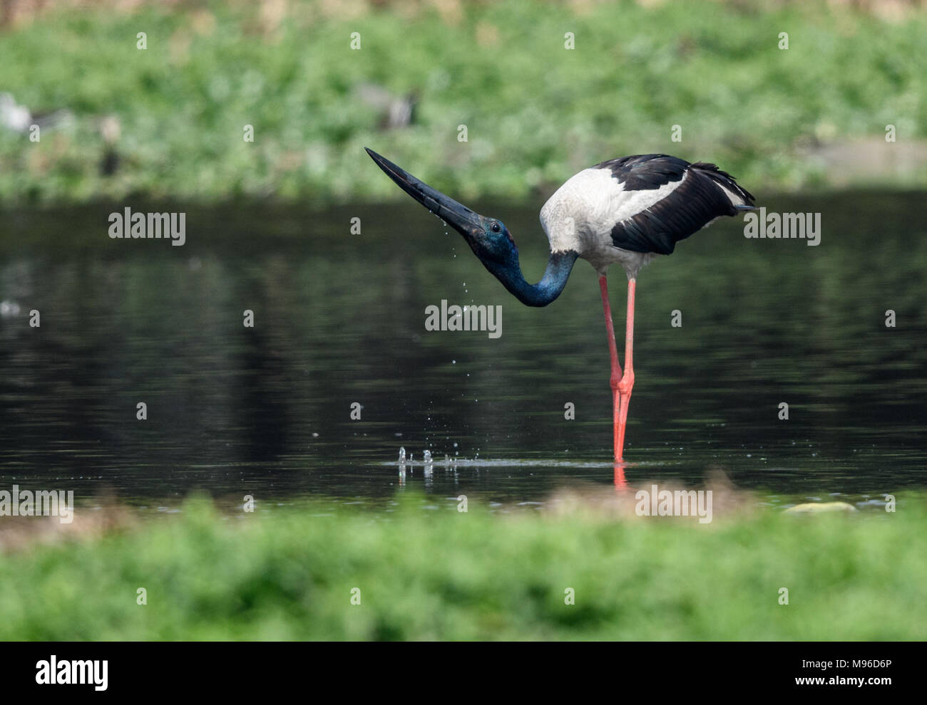 Schwarzhalsstorch Stockfoto