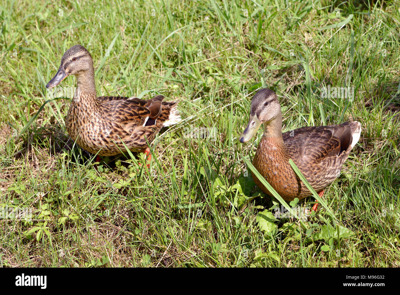 Zwei weiblichen Enten Stockente (Anas platyrhynchos) auf Gras Stockfoto