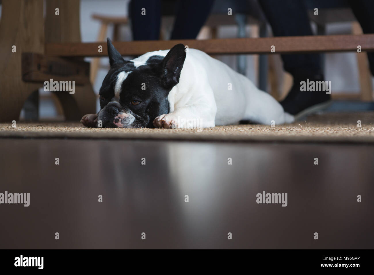 Hund liegend auf der Fußmatte zu Hause Stockfoto