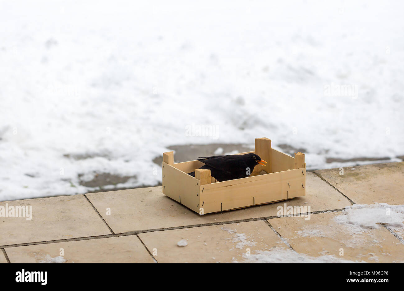 Eurasischen Amsel Turdus merula cabrerae Essen, gegossen in eine Holzkiste. Das Füttern der Vögel im Winter. Schutz und Liebe zur Natur. S Stockfoto