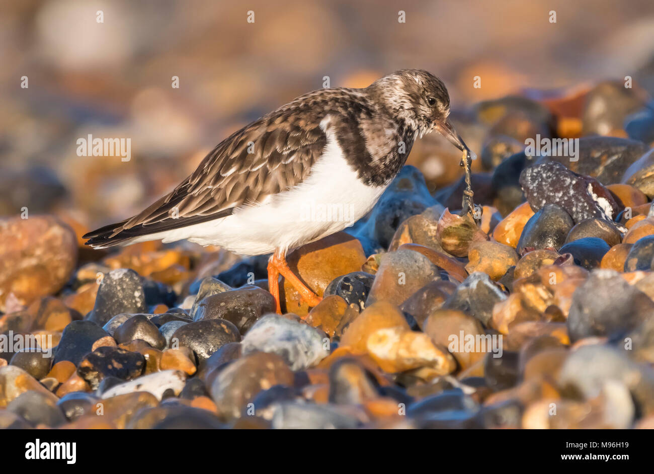 Turnstone Vogel (Arenaria interpres) Fütterung auf einen Kiesstrand im Winter in West Sussex, England, UK. Stockfoto