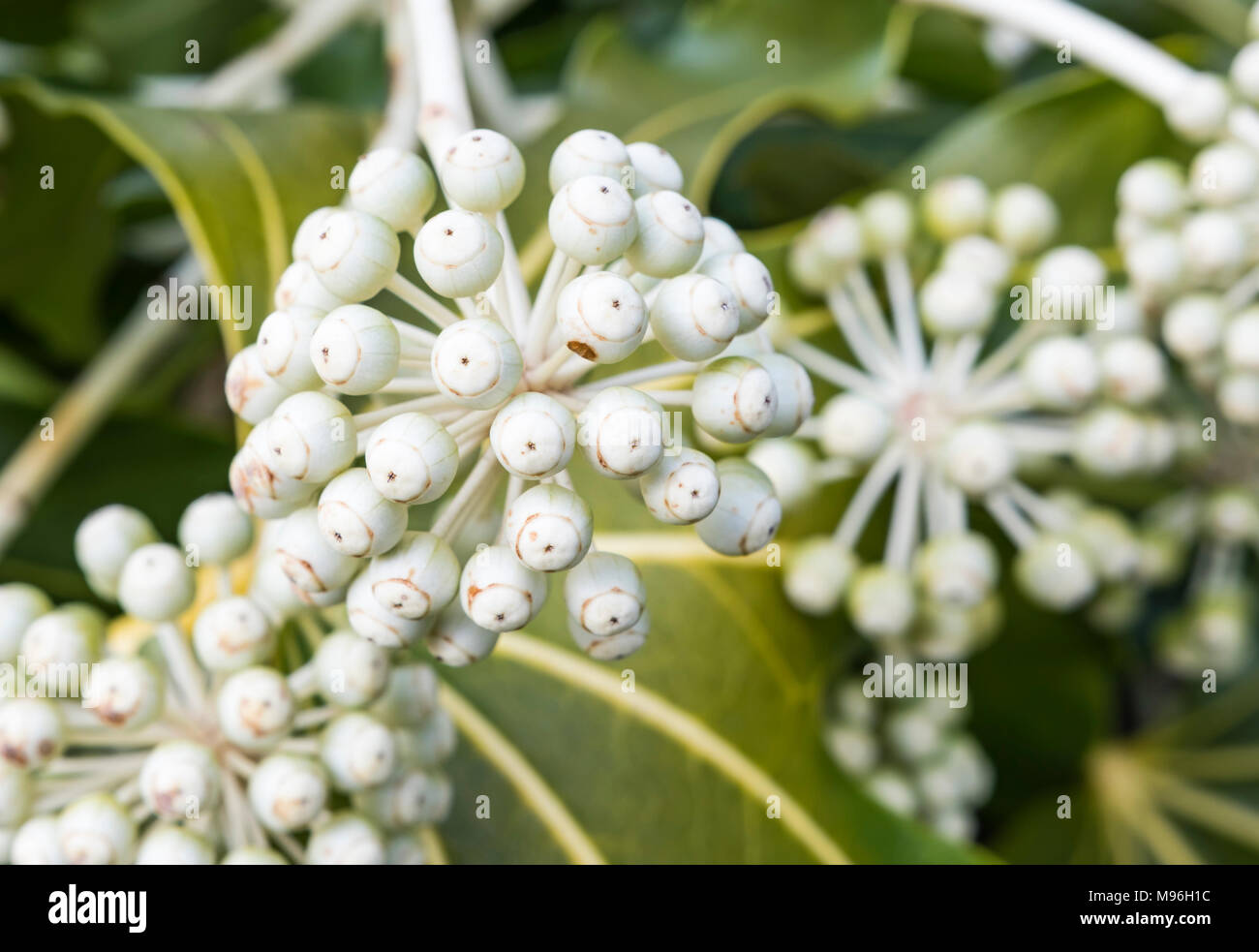 Fatsia japonica (Japanische Aralia, Rizinus) Makro Nahaufnahme mit weißen Blüten im Spätwinter in West Sussex, England, UK. Stockfoto