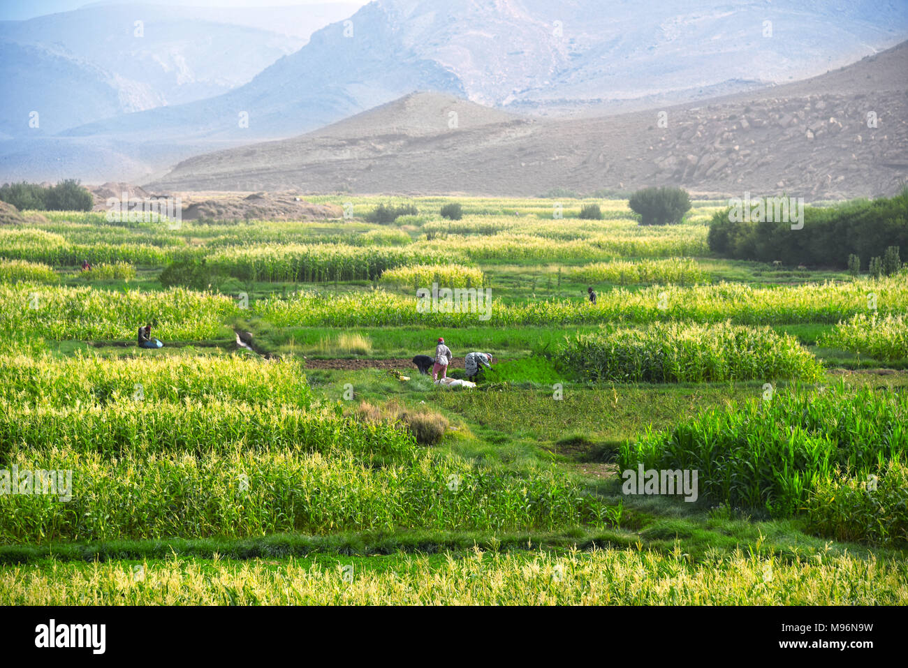 Autarke arbeitsintensive Landwirtschaft in Marokko. Traditionelle nachhaltige Landwirtschaft. Stockfoto