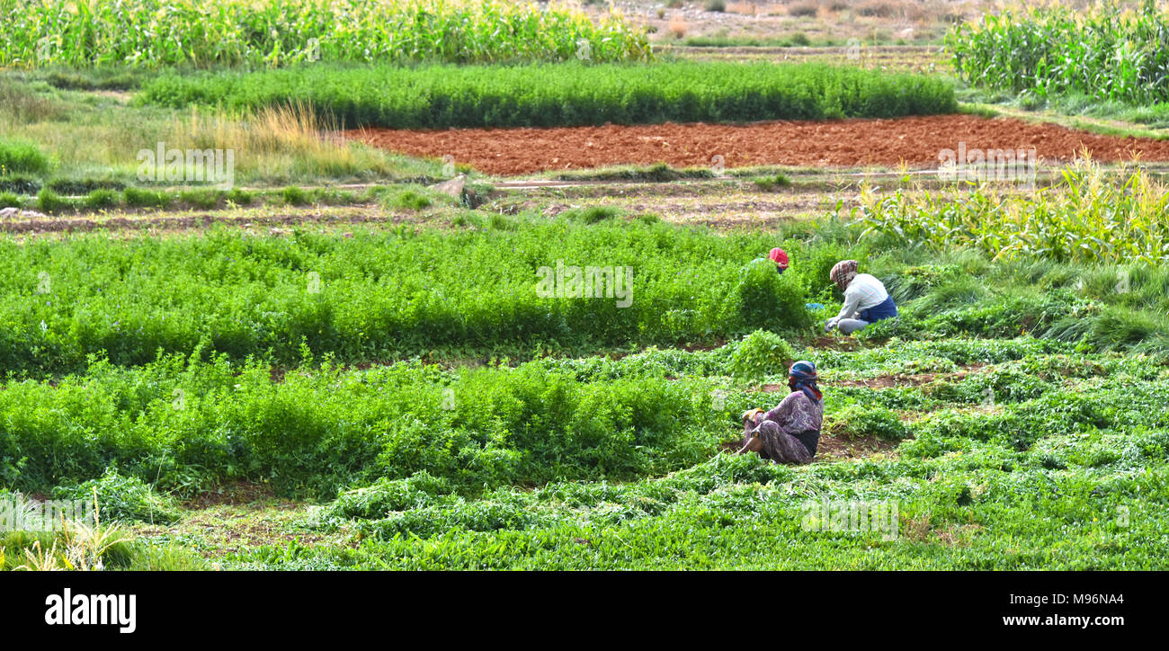 Autarke arbeitsintensive Landwirtschaft in Marokko. Traditionelle nachhaltige Landwirtschaft. Stockfoto