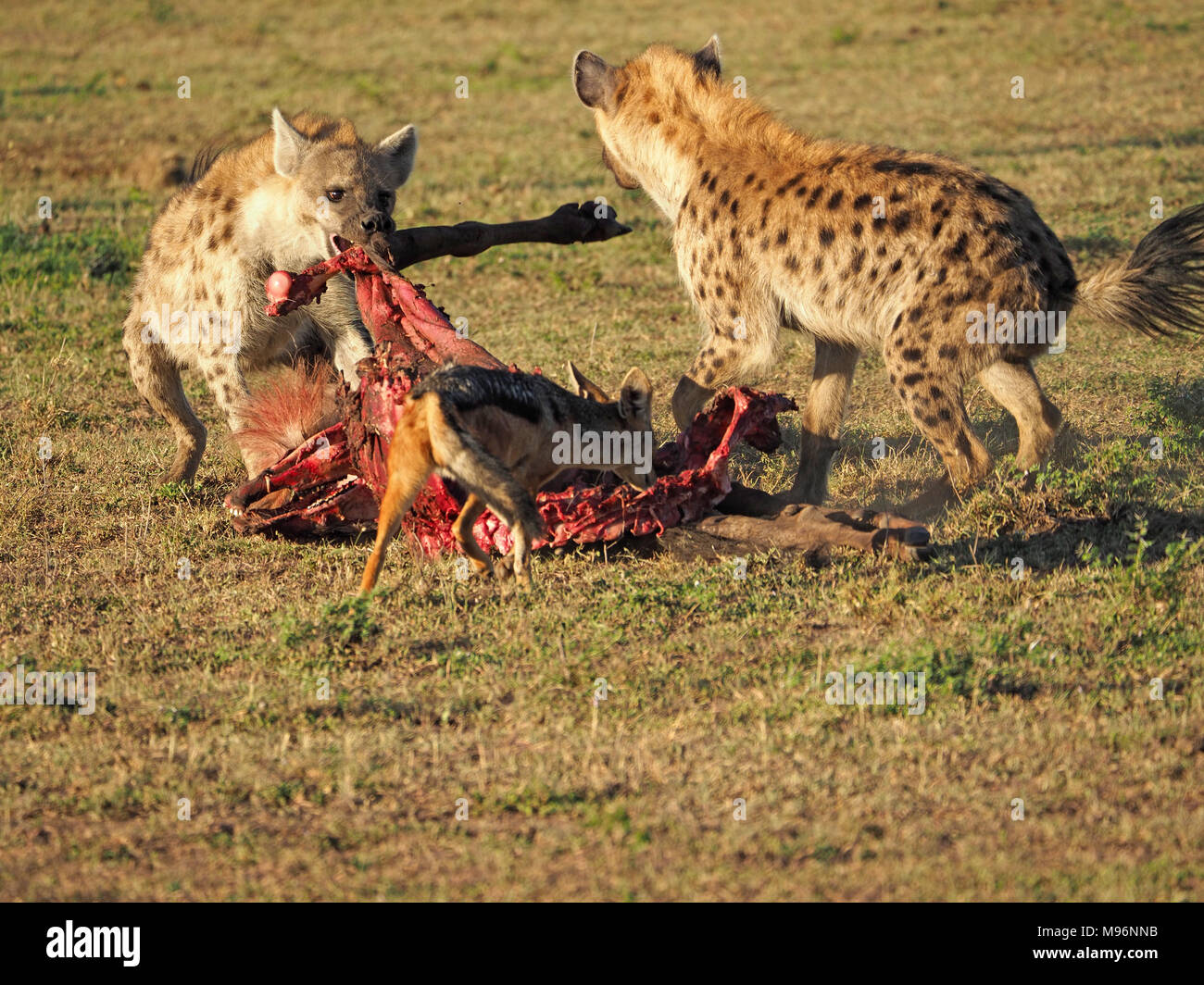 Zwei Tüpfelhyänen (Crocuta crocuta) Kampf über einer Gnus Karkasse als Black backed Jackal versucht, ein Bissen in der Masai Mara, Kenia, Afrika zu stehlen Stockfoto