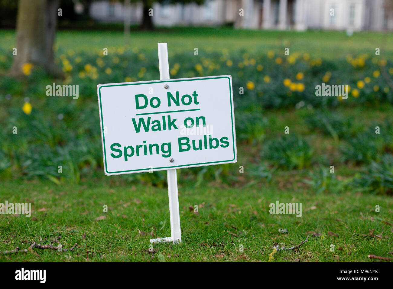 Nicht gehen auf Frühling Birnen mit den Narzissen in den Hintergrund Wegweiser Warnung blühen Blüte Stockfoto