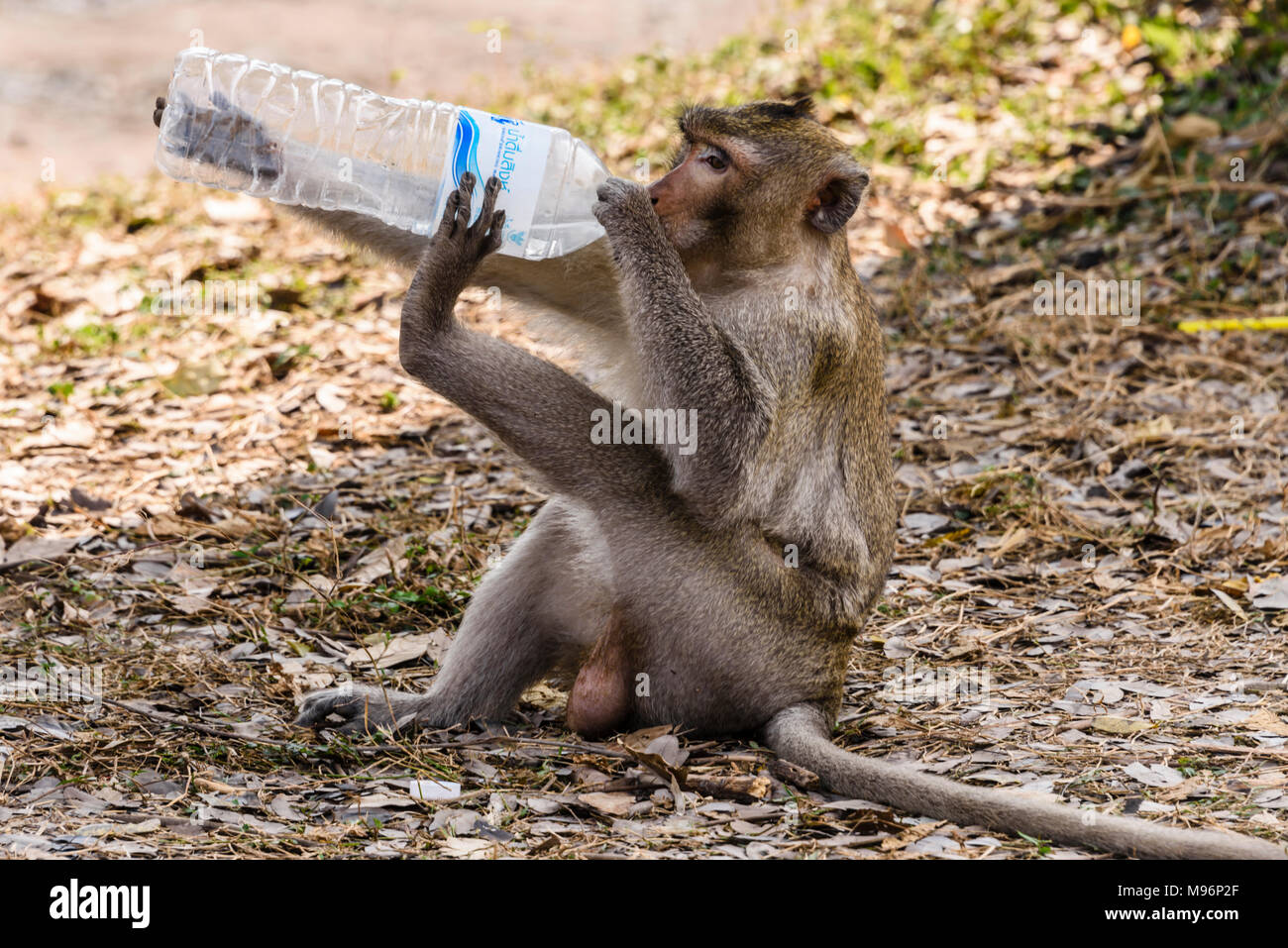 Affe hand fuß -Fotos und -Bildmaterial in hoher Auflösung – Alamy Affe hand fuß -Fotos und -Bildmaterial in hoher Auflösung – Alamy