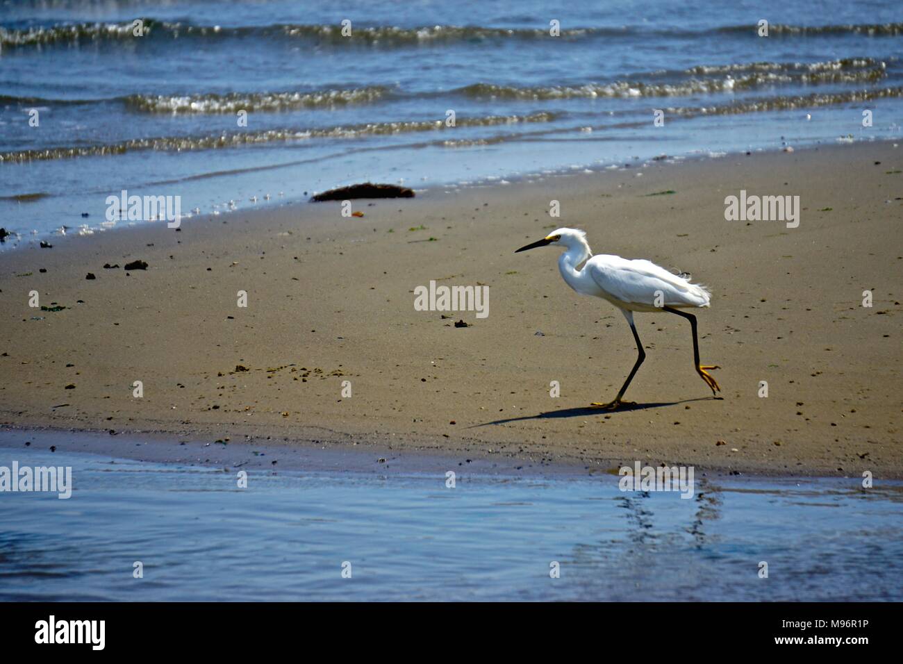 Snowy Egret (Egretta thula) an der Flasche Strand, dem westlichen Ufer von Dead Horse Bay, Brooklyn, New York, USA. Stockfoto