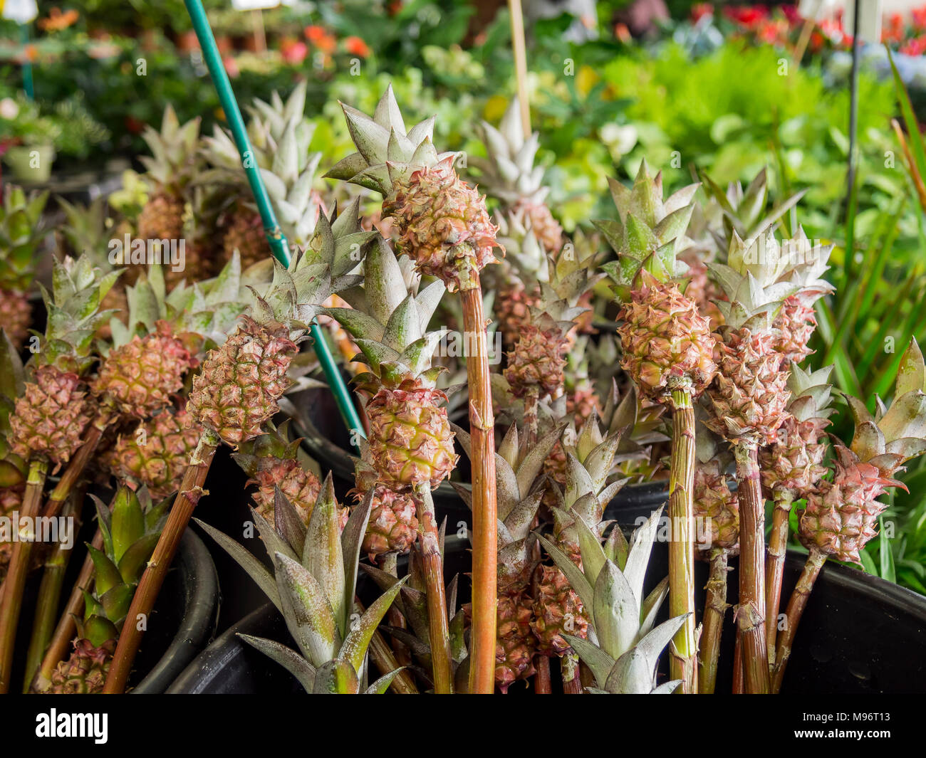 Nahaufnahme von niedlichen kleinen Ananas, sah in der Blumenmarkt von Los Angeles Stockfoto