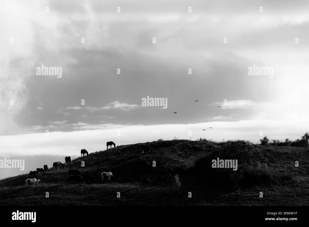 Pferde auf der Spitze eines Hügels und fliegende Vögel, unter einem tiefen Himmel mit weißen Wolken Stockfoto