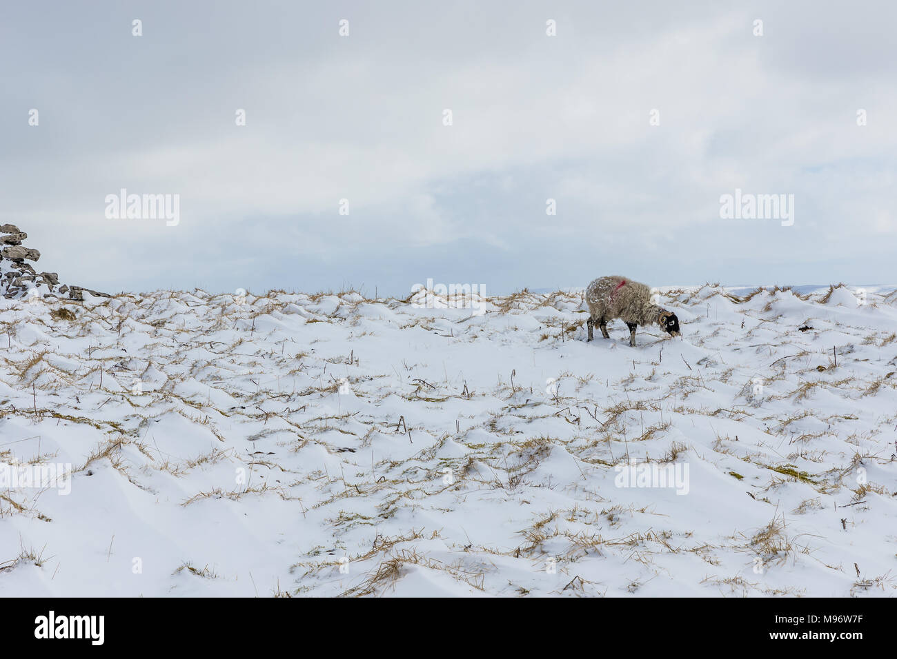 Einsame Swaledale-Schafe in den Yorkshire Dales, England, im Winter. Verschneite, minimalistische Winterszene. Querformat. Speicherplatz kopieren Stockfoto