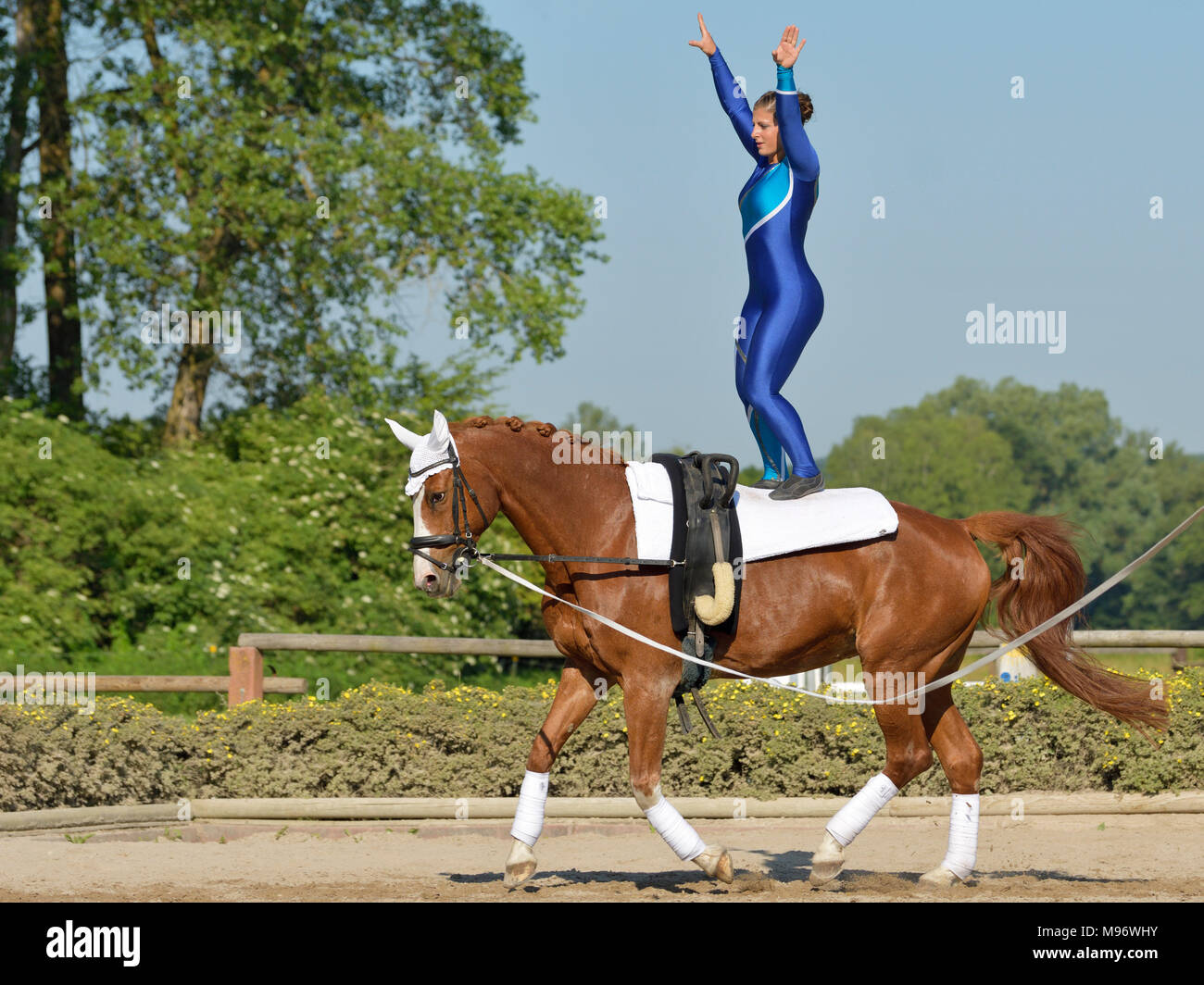 Vaulting, stehend auf dem Pferd Stockfoto Vaulting, stehend auf dem Pferd Stockfoto