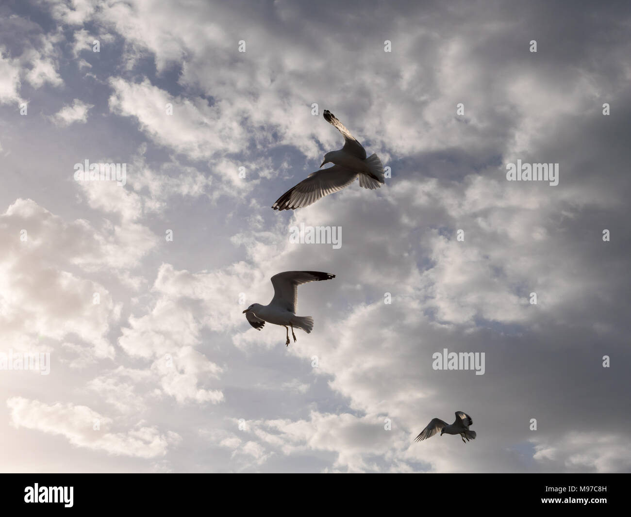 Drei Möwen fliegen in der Nähe der Küste von Vero Beach, Florida. Stockfoto