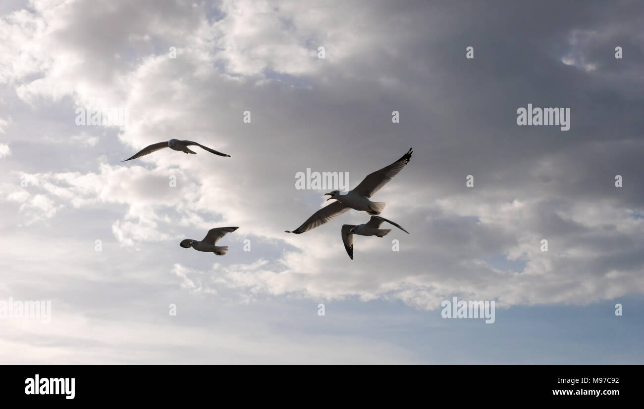 Vier Möwen fliegen in der Nähe der Küste von Vero Beach, Florida. Stockfoto