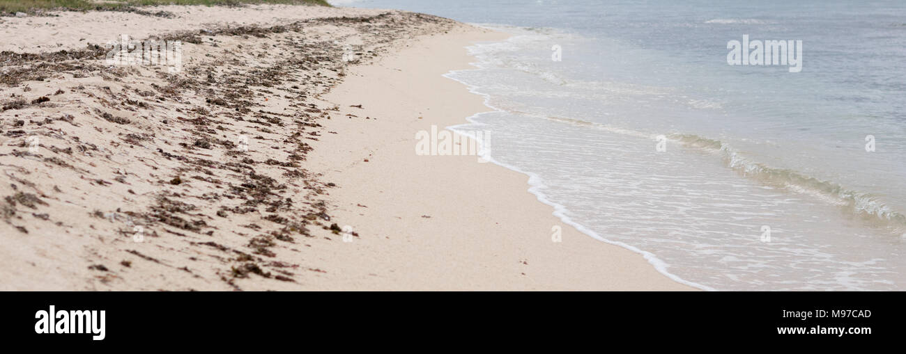 Braun sargassum Algen an Vero Beach, Florida Stockfoto