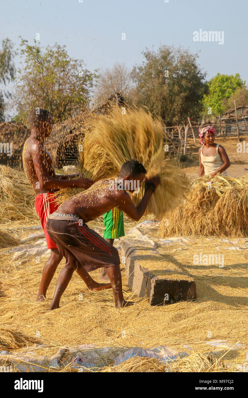 Weizen der Ernte der Spreu trennen aus dem Stroh. In Madagaskar fotografiert. Stockfoto