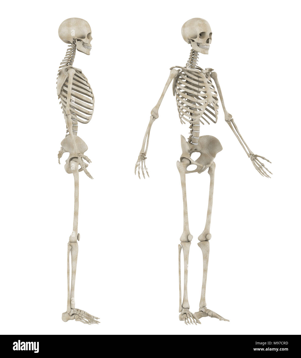 Menschliches Skelett Anatomie isoliert Stockfoto