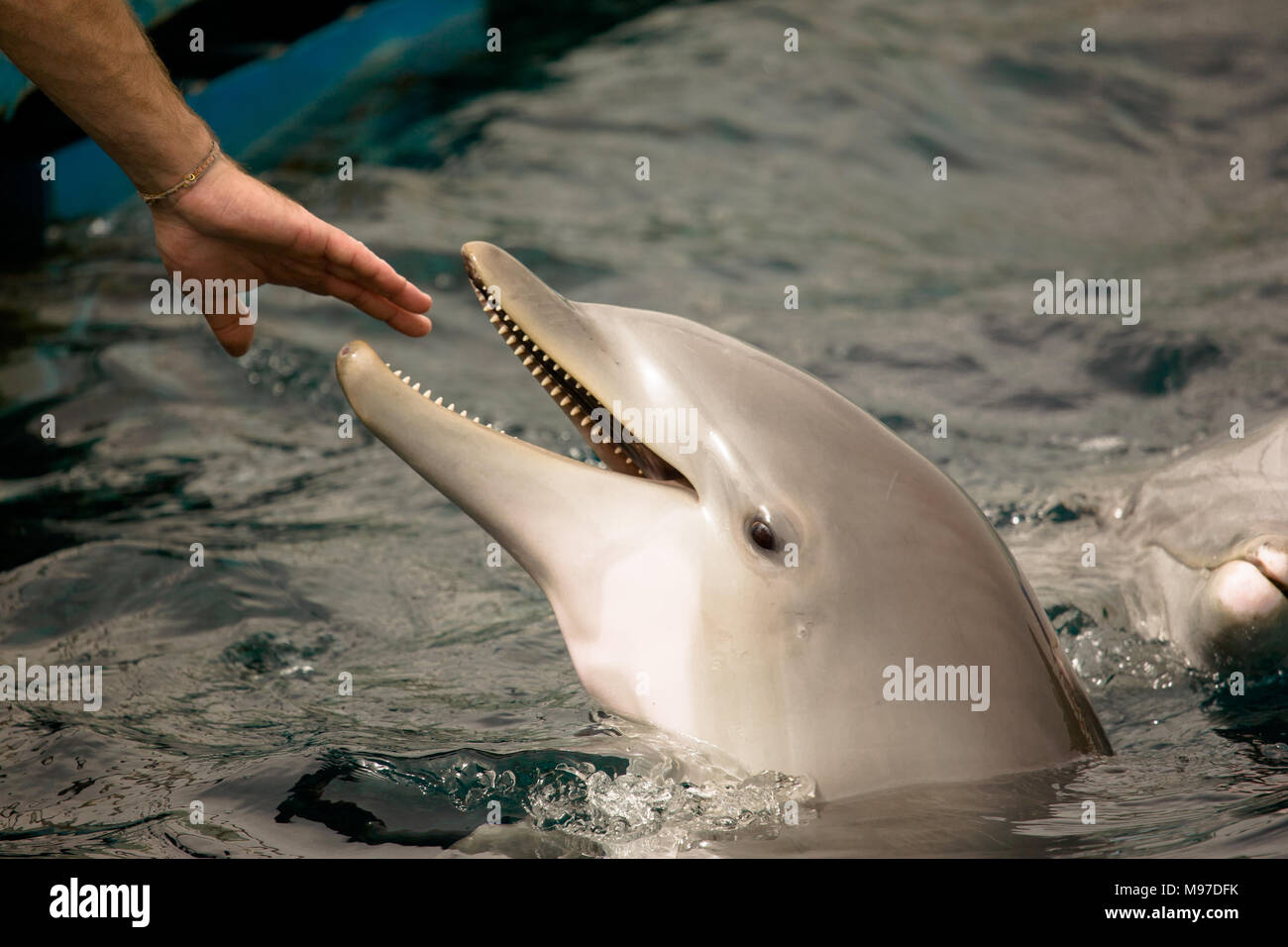 Eine Hand greift, Kontakt mit einem Delfin pup in Gefangenschaft, geboren in Barcelona, Spanien Stockfoto