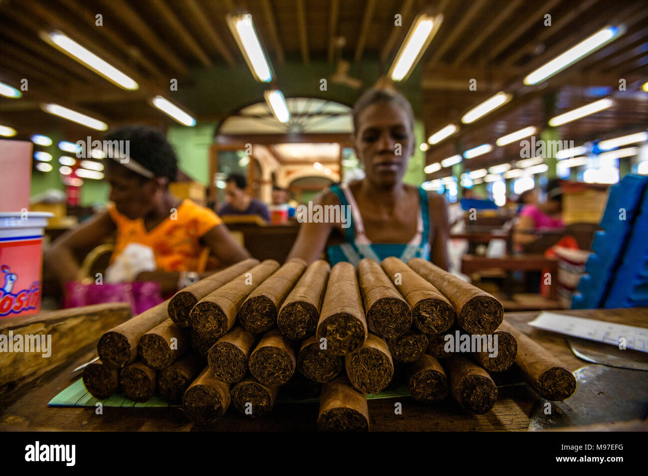 Ein Arbeiter in einer zigarrenfabrik Oberflächen aus den letzten Prozeß die Zigarren vor ihr sitzen. Stockfoto