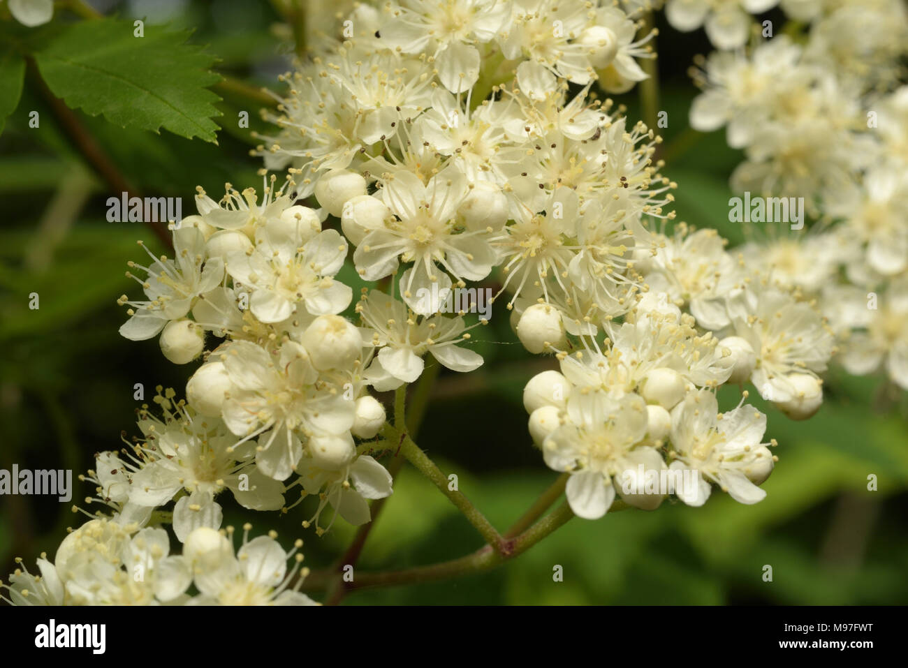 Rowan, Sorbus aucuparia Blumen Stockfoto