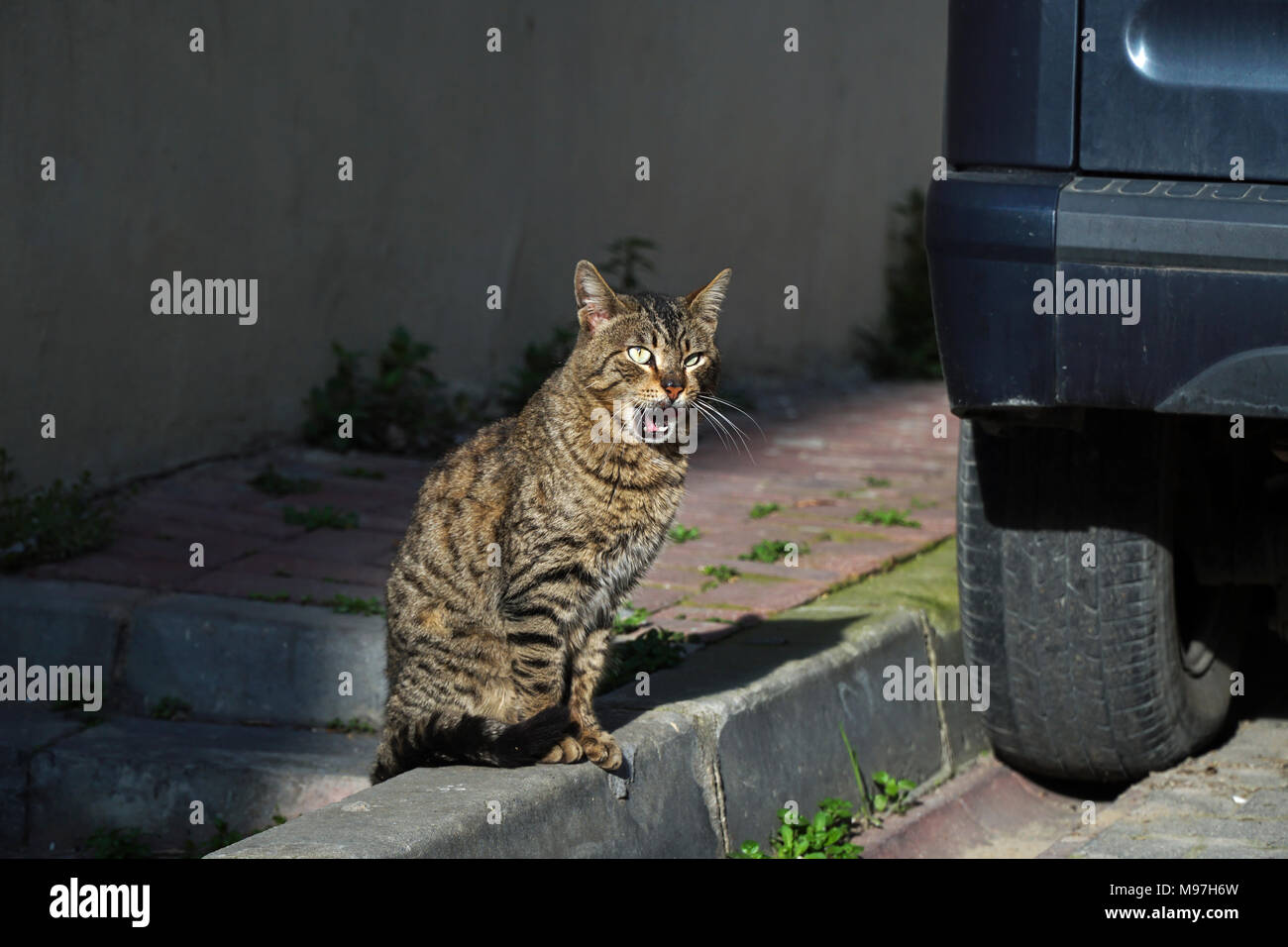 Tabby Katze ist GÄHNEN an der Straße in der Nähe ein Auto. Es sieht aus wie erstaunt. Stockfoto
